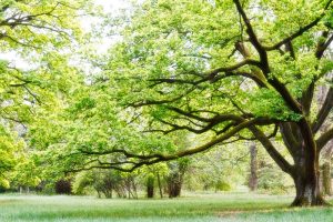 Significant Ways to Evaluate Trees Health