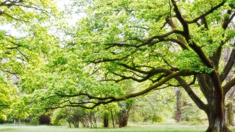 Significant Ways to Evaluate Trees Health