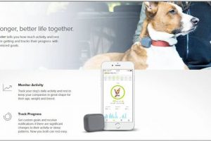 ten-reasons-why-you-should-track-your-dog-with-gps-tracker-device