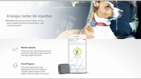 ten-reasons-why-you-should-track-your-dog-with-gps-tracker-device