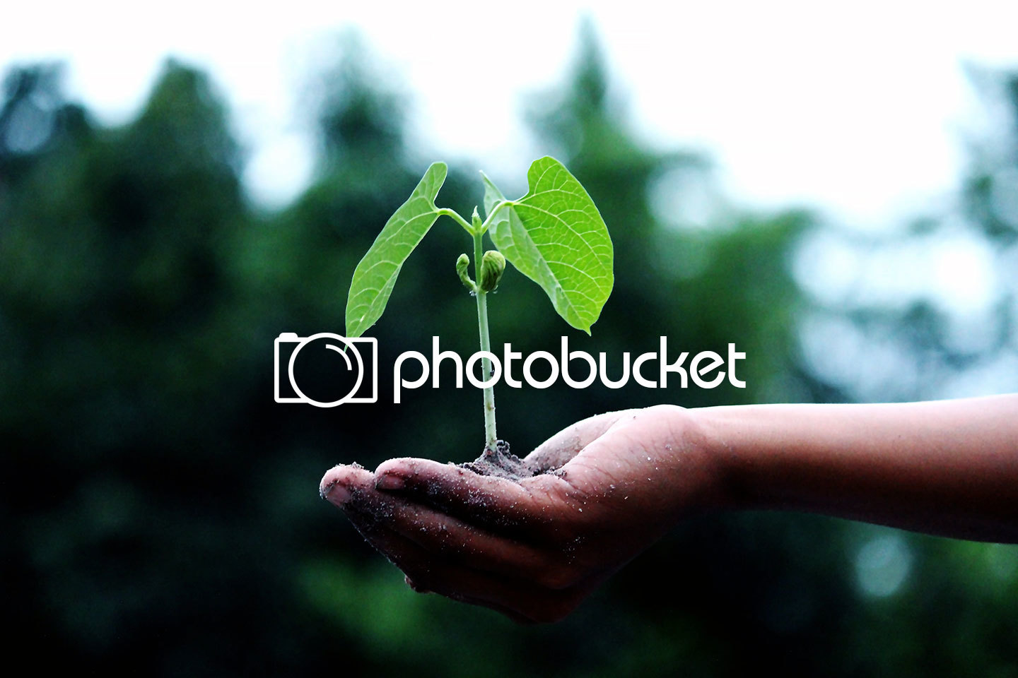 Best PhotoBucket Alternative and Similar Sites in 2021 Links Catalog